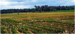 3 farmers found dead in hinterland village
