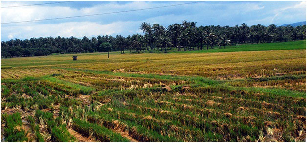 3 farmers found dead in hinterland village