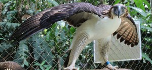 ‘Pangarap’ turns 17 amid hopes for revived population of Philippine eagles