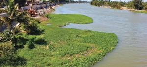 Invasive plant poses threat to Oro river