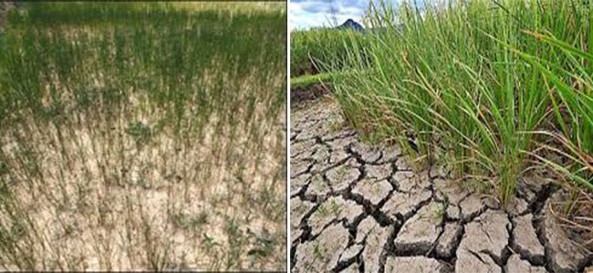 Gov’t admits no data on El Niño affected areas, farmers in Caraga