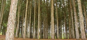 Firm calls for forest protection amid drought