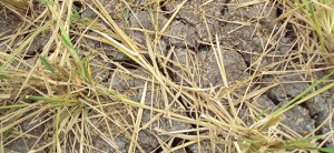 Corn farms in Normin have highest  recorded damage due to El Niño