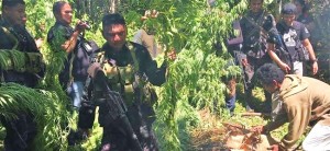 Agsur police uproot P15 million worth of marijuana