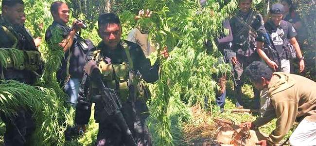 Agsur police uproot P15 million worth of marijuana