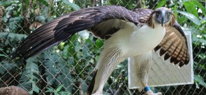 Adopted Philippine eagle turns 18 years old