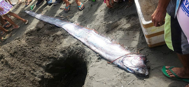 Deep-sea Oar fishes wash ashore, stirs fear of tremor in Buenavista