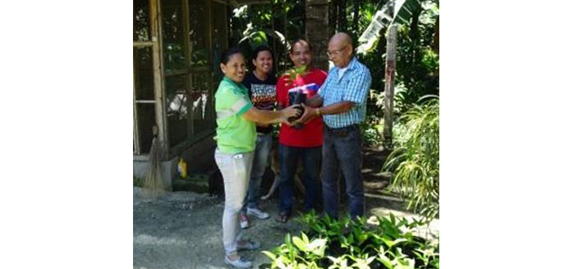 Power firm turns over 400 Falcata saplings