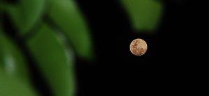 APRIL MOON