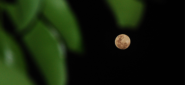 APRIL MOON