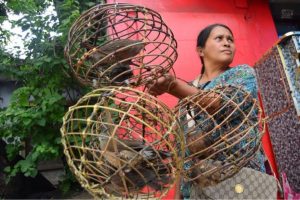 BIRDS FOR SALE