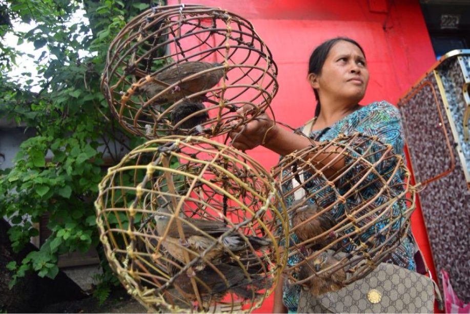 BIRDS FOR SALE