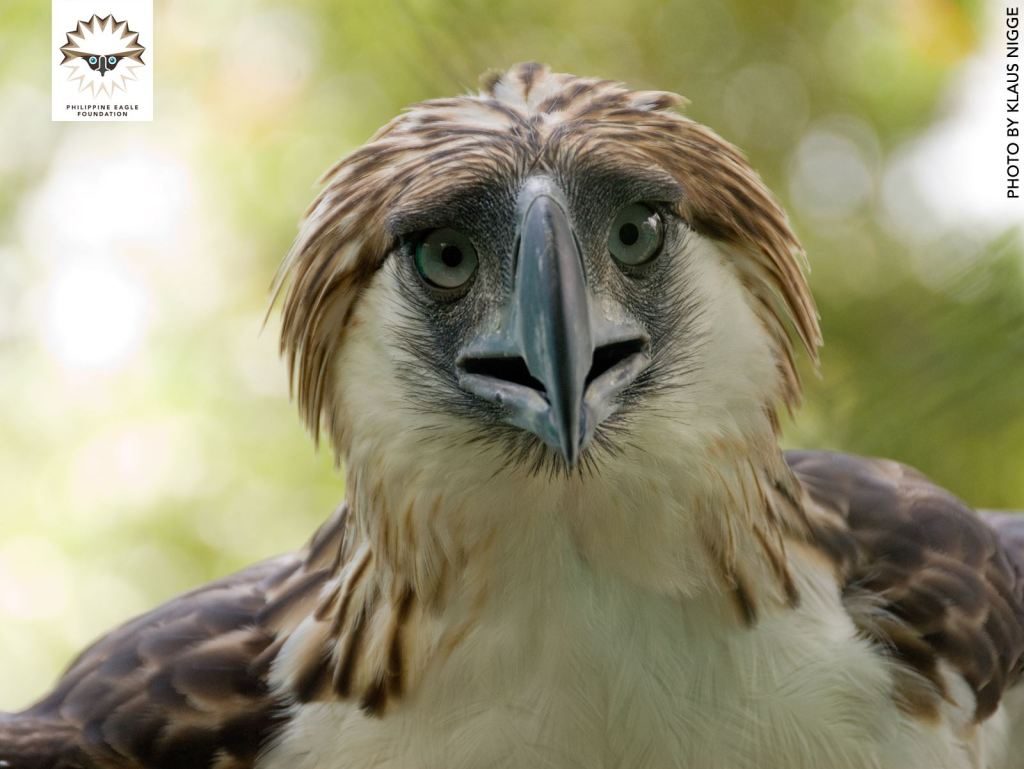 Stricter laws to protect raptors sought