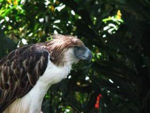 Philippines needs more raptor researchers