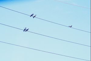 The Wires