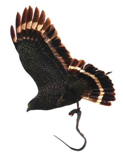 PH Serpent Eagle found on a roadside