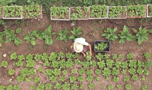HEALTHY FARMING