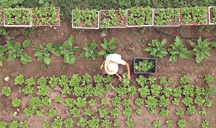 HEALTHY FARMING