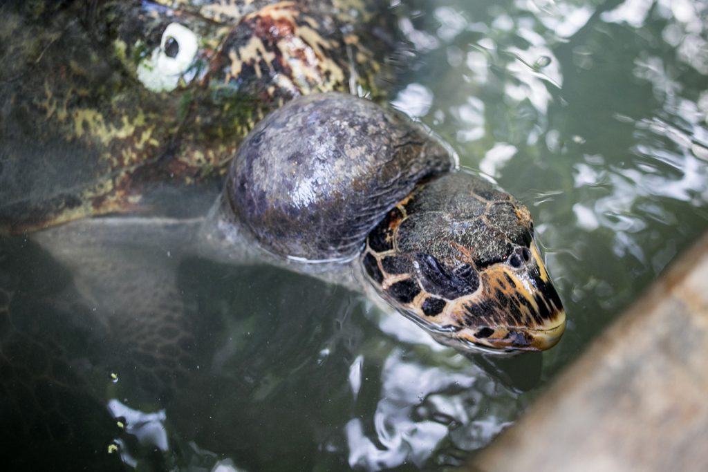 Saving Turtle ‘Agdao’
