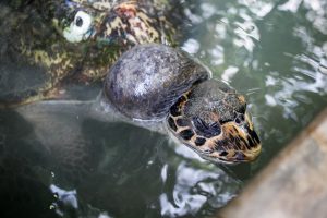 Saving Turtle ‘Agdao’