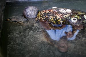 Who are the spear fishers hunting turtles?