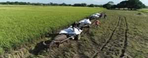 Millers in Norcot say they have limited rice supply