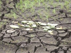 Dry spell starts destroying crops