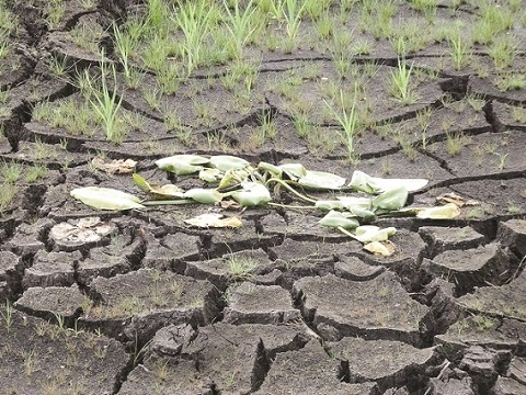 Dry spell starts destroying crops