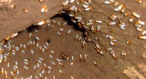 Termites can help reduce impact of drought