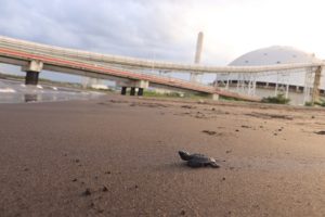 115 sea turtles hatch from nest discovered inside coal power plant