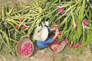 Change diet, help protect environment: Youth group