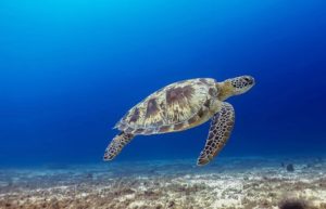 Camiguin dive fest showcases 500 activities