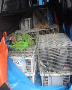 Cops nab group with endangered animals