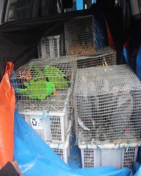 Cops nab group with endangered animals