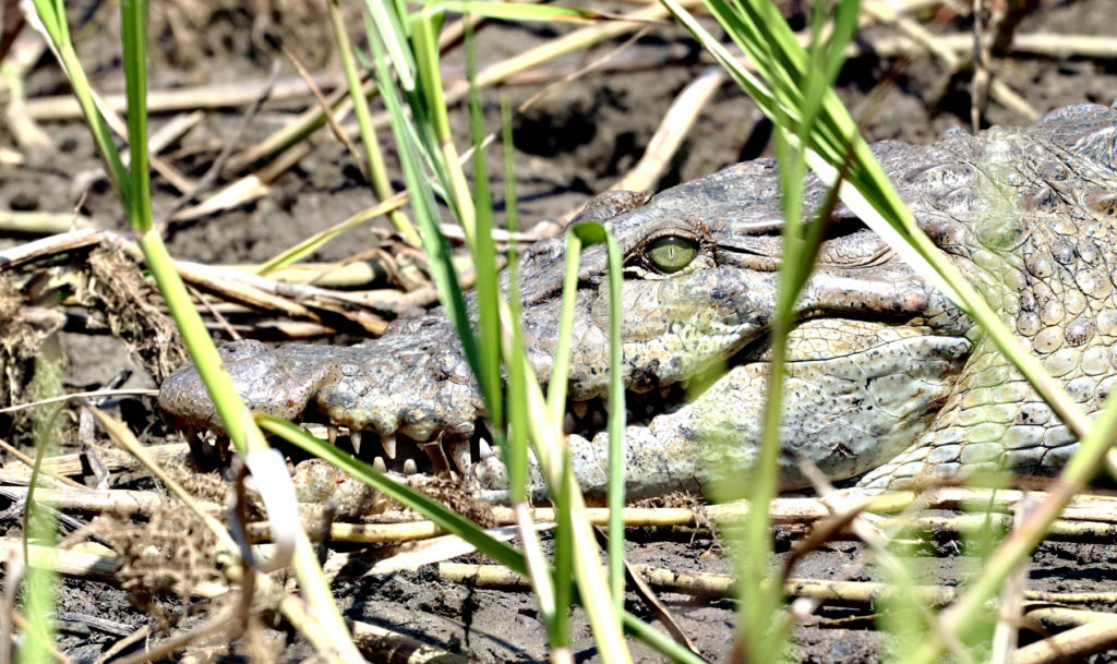 Endangered crocs discovered in Lanao