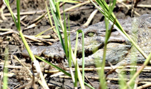 Endangered crocs discovered in Lanao