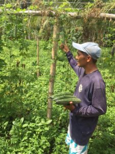 Bitter gourd for better life