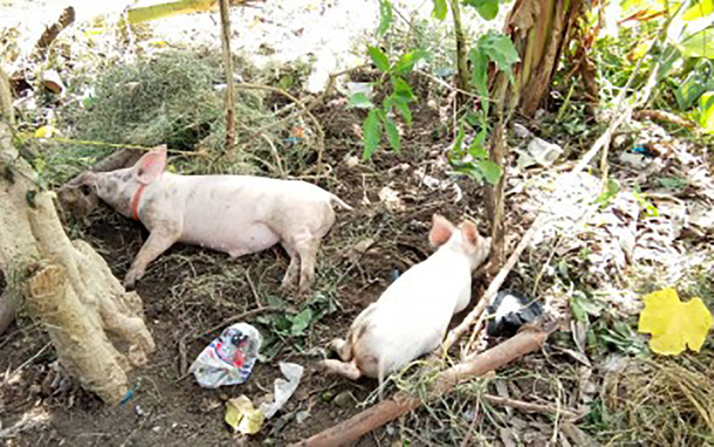 ASF breaks anew in Lanao Norte towns
