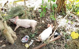 Gingoog city execs ban hogs, pork imports from areas affected by ASF