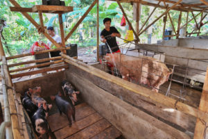 Misor vet says Duterte wants local govts to relax pork ban