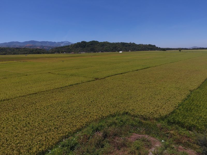 DA-10 eyes 94% rice sufficiency in NorMin amid Covid-19 onslaught