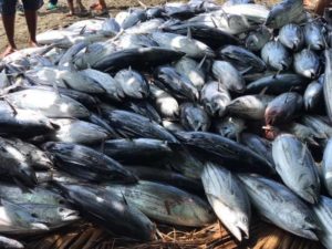 In Datu Blah Sinsuat town, residents celebrate shoreline harvest of skipjack tuna