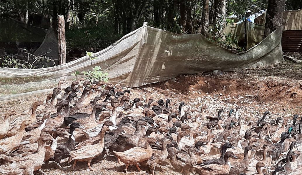 Maramag multiplier farm receives Itik Pinas stocks