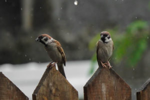 Shooting birds at home
