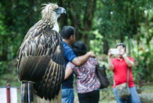 Foundation to check on eagle pairs in Zamboanga