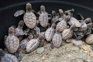 38 sea turtle hatchlings released in Zambo Norte