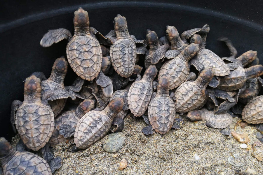 38 sea turtle hatchlings released in Zambo Norte
