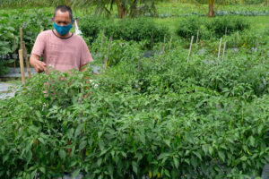 Barmm aggie dep’t leads Maguindanao harvest fest