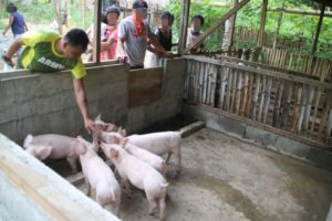 4ID soldiers teach ex-rebels hog raising methods in Agsur