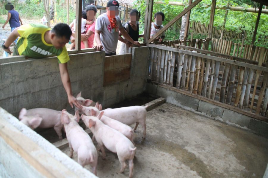 4ID soldiers teach ex-rebels hog raising methods in Agsur